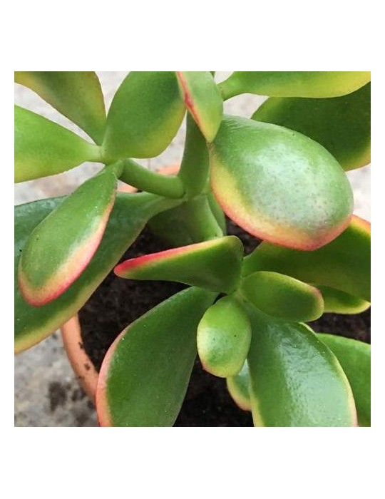 CRASSULA ovata hummel's sunset tricolor