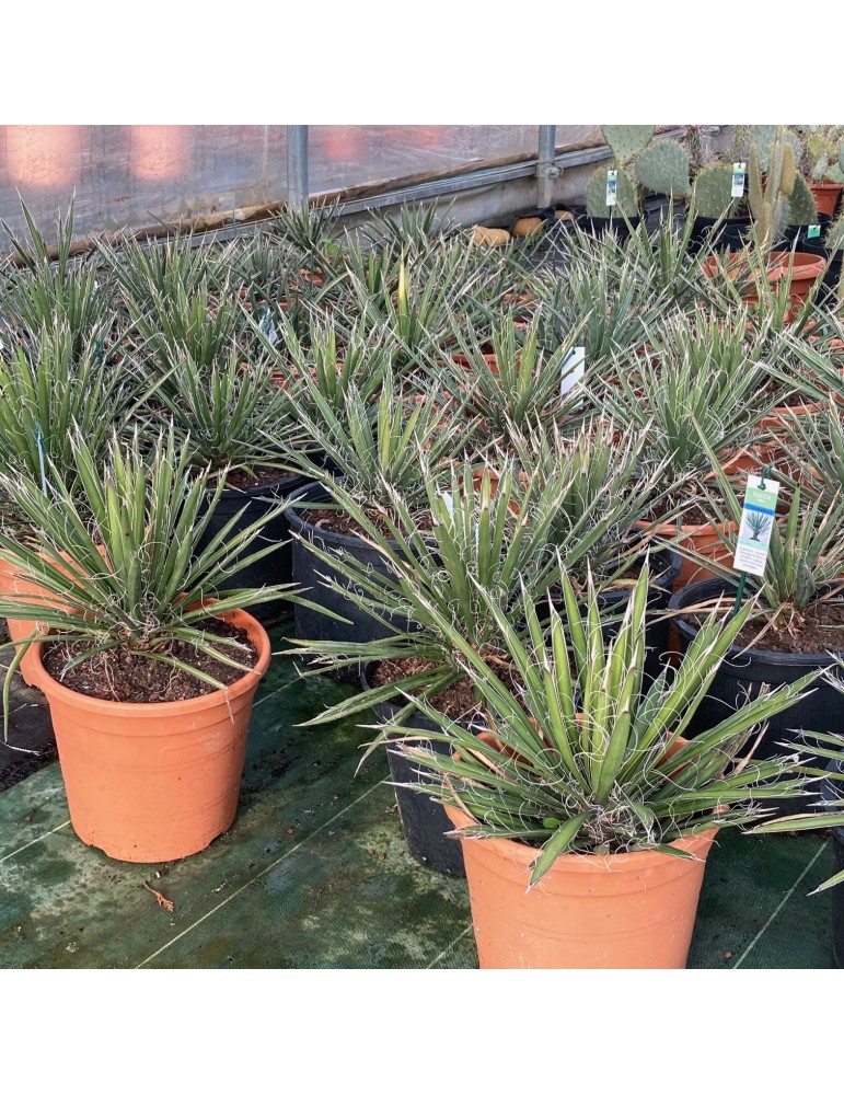 YUCCA filifera