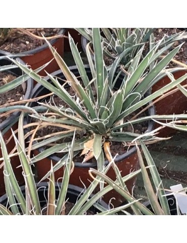 YUCCA filifera 2