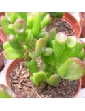 CRASSULA ovata cv hobbit