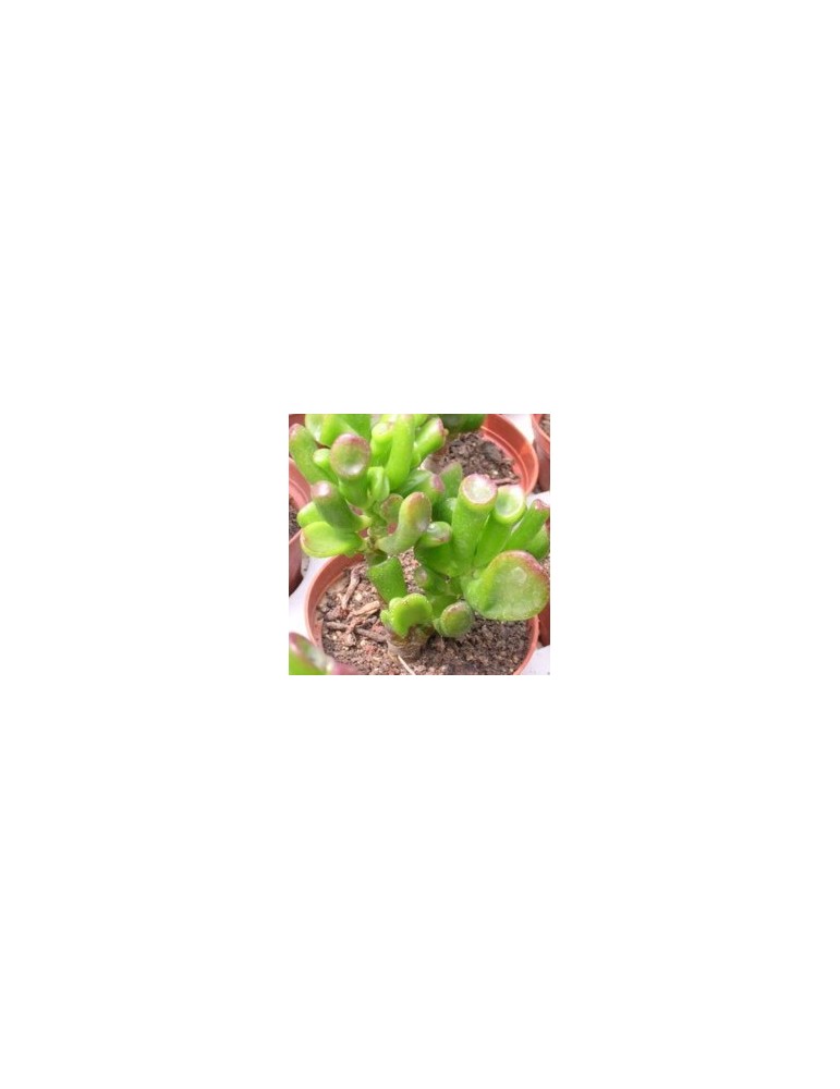 CRASSULA ovata cv hobbit