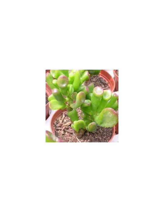 CRASSULA ovata cv hobbit