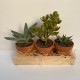 set 5 plantes pot terre 6 cm support bois