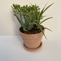 Assortiment plantes dans pot terre antica 15 cm
