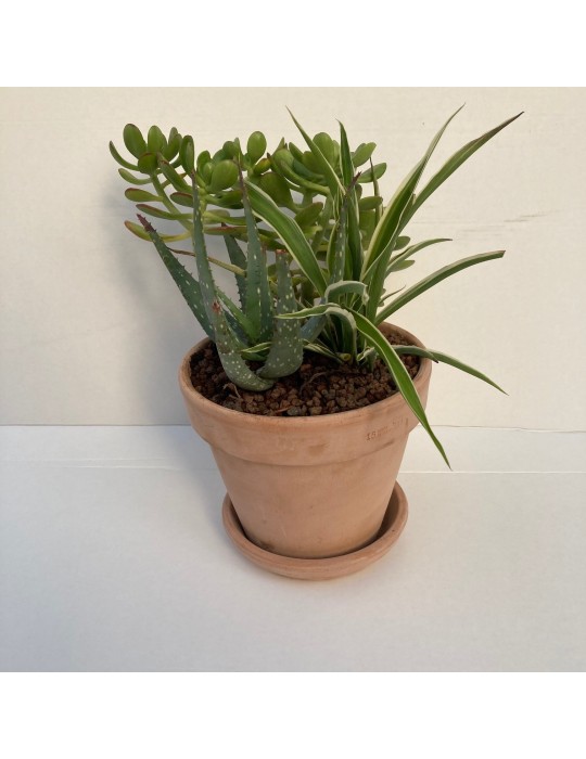 Assortiment pot terre antique 15 cm Assortiment pot terre antique 15 cm