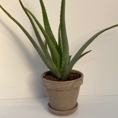 Cactus ou succulente en pot terre gris 17 cm