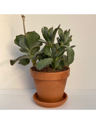 Cactus ou succulente en pot terre 19 cm