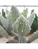 KALANCHOE beharensis v. fang