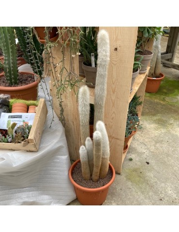 Cleistocactus strausii gros sujet