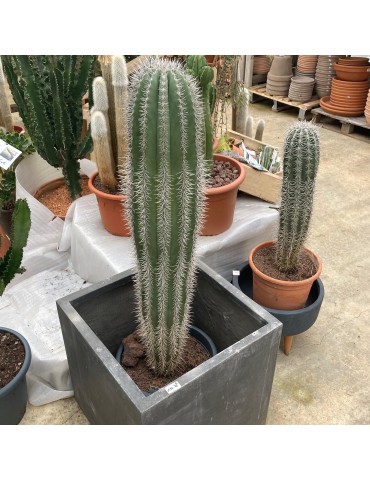 Pachycereus pringlei gros sujet