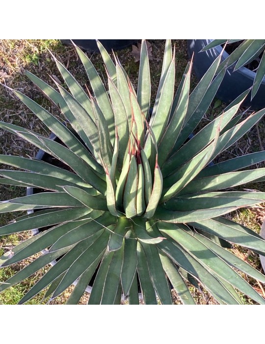 AGAVE ocahuii v. ocahuii AGAVE ocahuii v. ocahuii