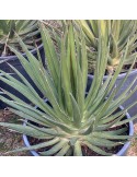 AGAVE ocahuii v. ocahuii