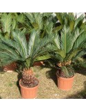 CYCAS revoluta