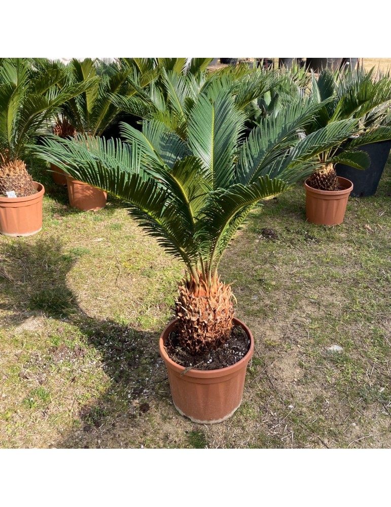 CYCAS revoluta