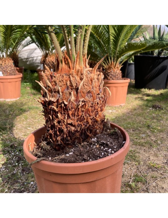 CYCAS revoluta