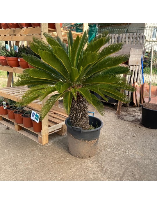 CYCAS revoluta