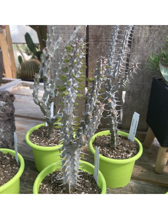 ALLUAUDIA procera ALLUAUDIA procera