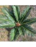 CYCAS revoluta