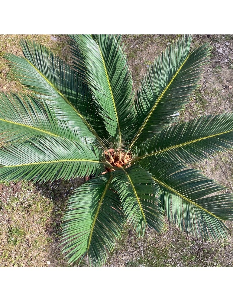 CYCAS revoluta CYCAS revoluta
