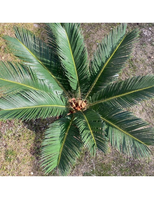 CYCAS revoluta CYCAS revoluta