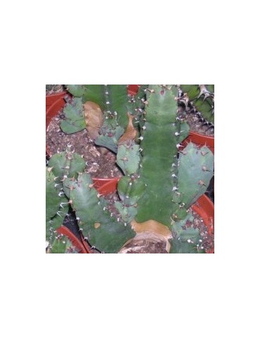 EUPHORBIA resinifera 2