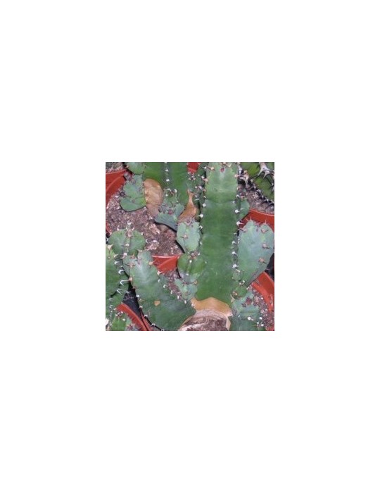 EUPHORBIA resinifera