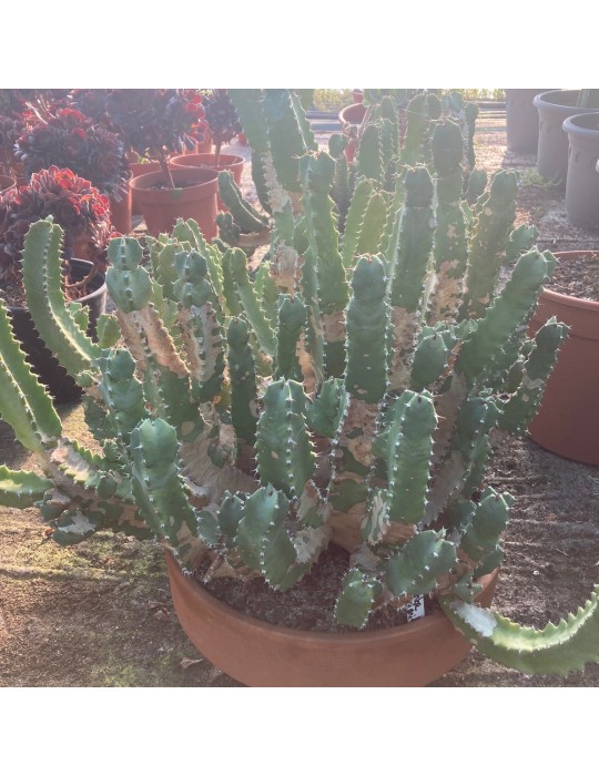 EUPHORBIA resinifera
