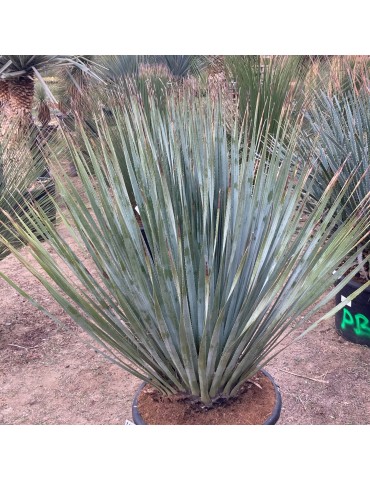 DASYLIRION wheelerii 2
