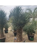 YUCCA filifera multi têtes grosse plante