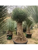 YUCCA filifera multi têtes grosse plante