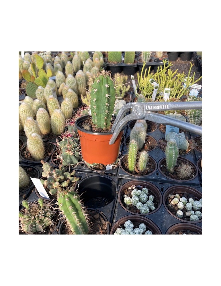 Pinces à cactus
