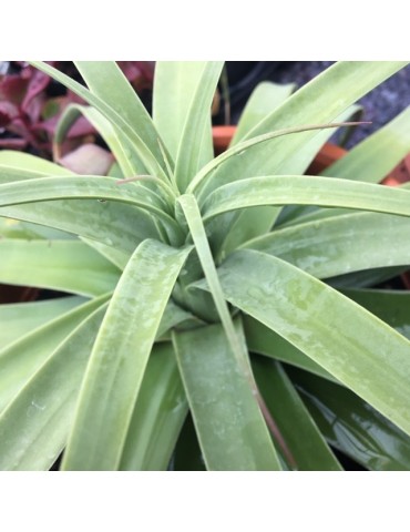 AGAVE bracteosa