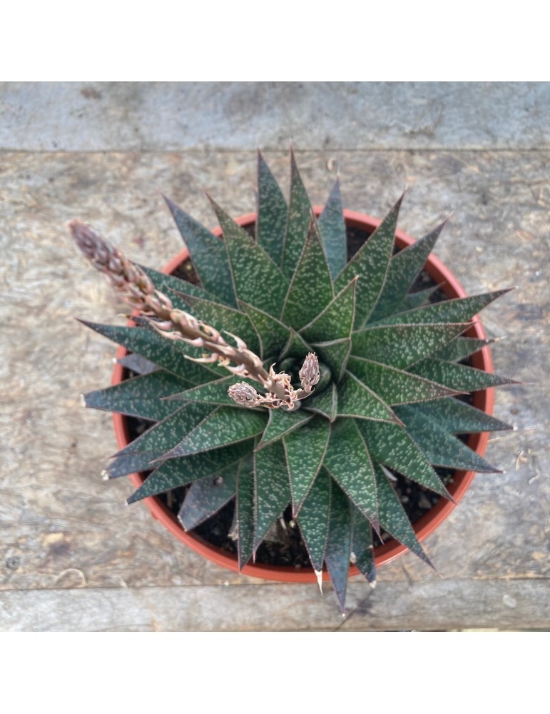 ALOE Black star