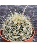 HAMATOCACTUS sinuatus