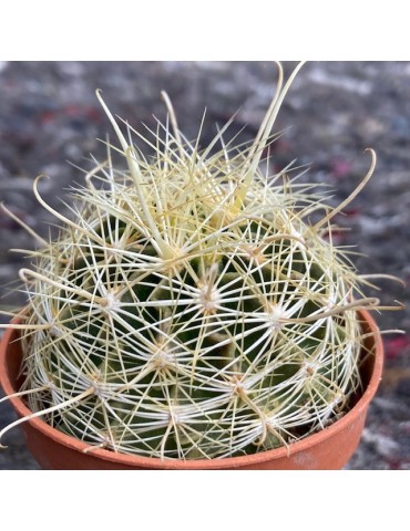 HAMATOCACTUS sinuatus