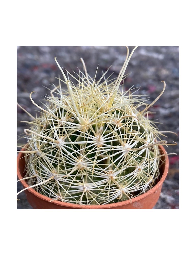 HAMATOCACTUS sinuatus