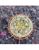 HAMATOCACTUS sinuatus