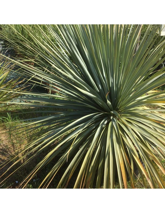 NOLINA longifolia NOLINA longifolia