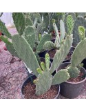 OPUNTIA rufida