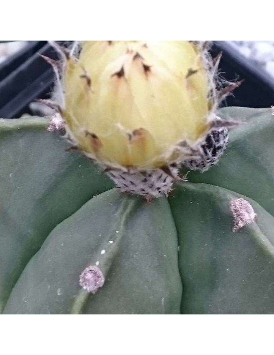 ASTROPHYTUM myriostigma v. nudum