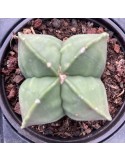 ASTROPHYTUM myriostigma v. nudum