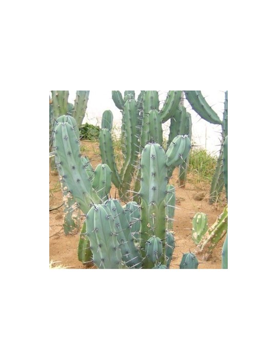 MYRTILLOCACTUS geometrizans MYRTILLOCACTUS geometrizans