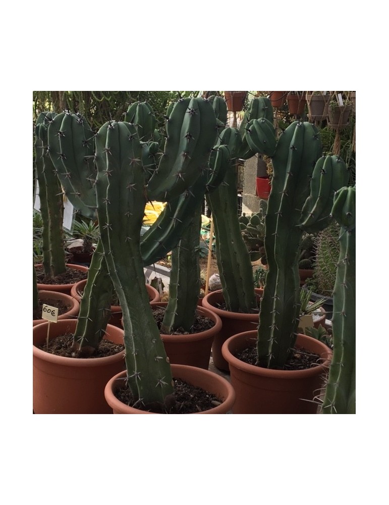 MYRTILLOCACTUS geometrizans