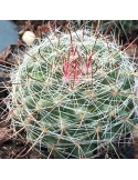 MAMMILLARIA zeilmanniana