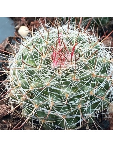 MAMMILLARIA zeilmanniana