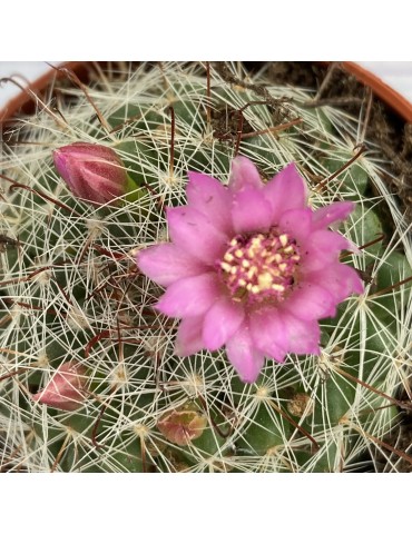 MAMMILLARIA zeilmanniana 2