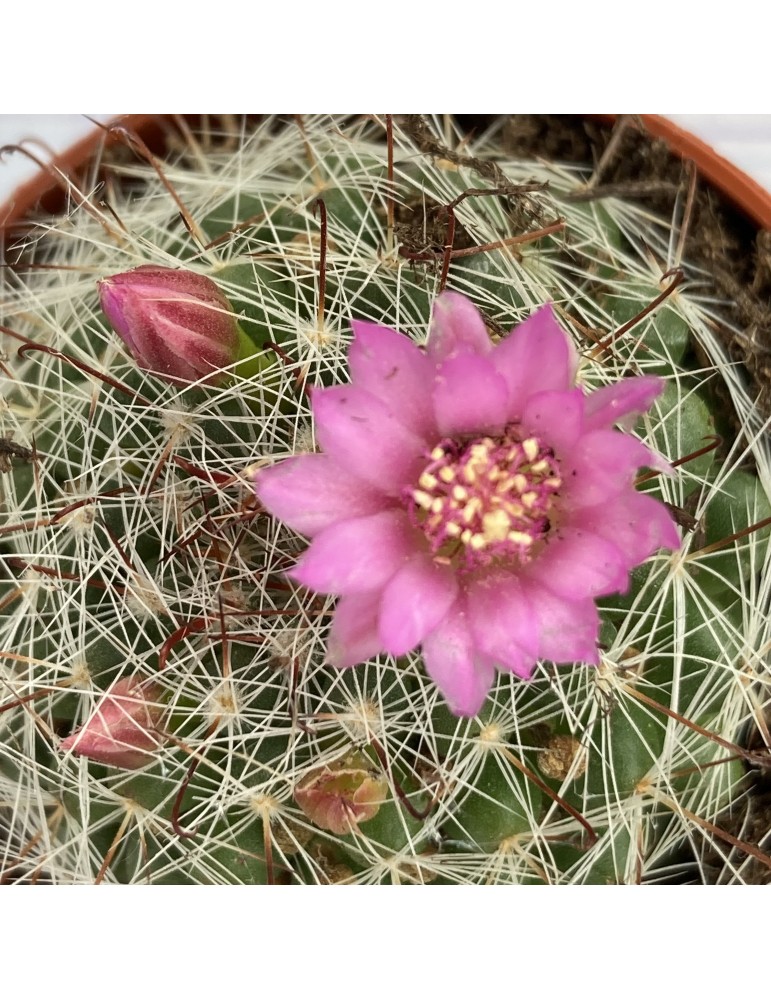 MAMMILLARIA zeilmanniana