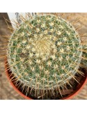 MAMMILLARIA celsiana