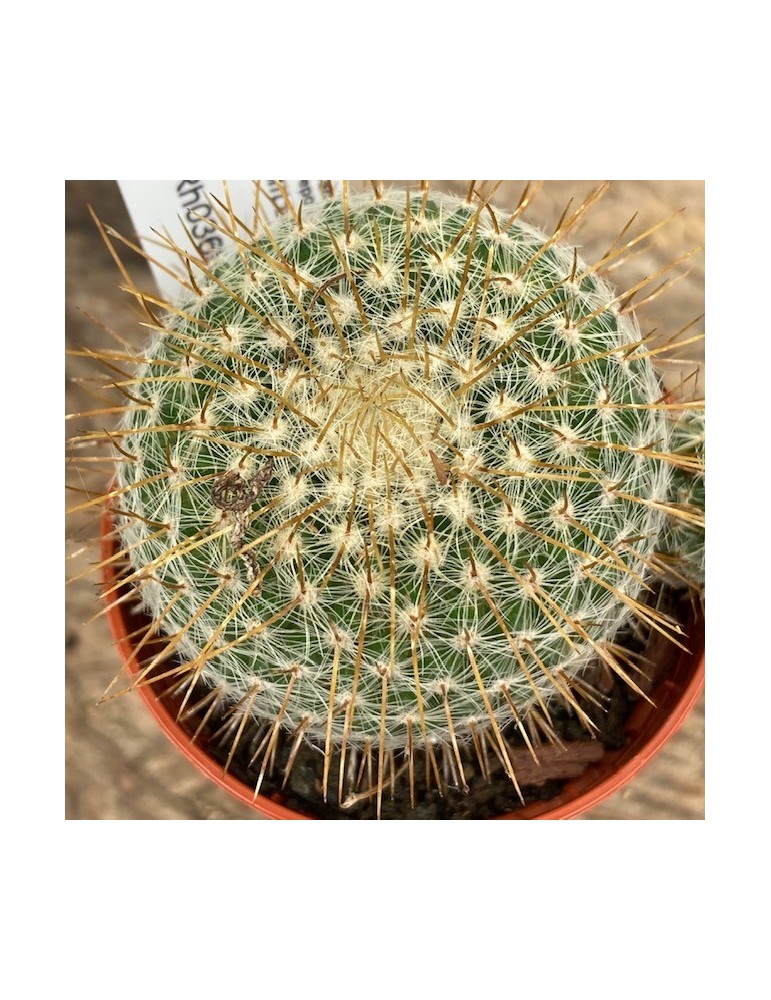 MAMMILLARIA celsiana