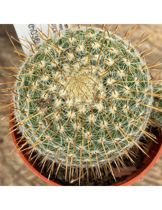 MAMMILLARIA celsiana